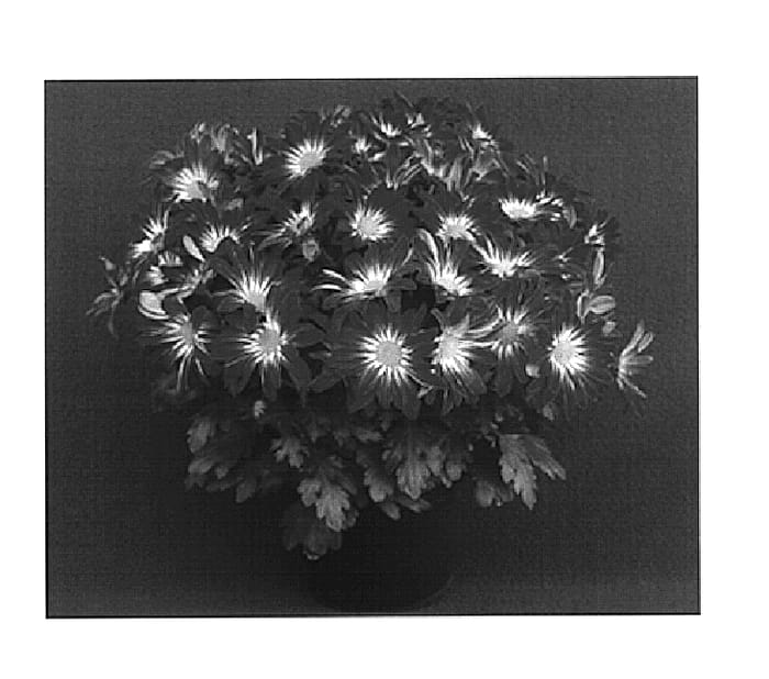Figure 1 of US plant patent PP15012, the photograph of Saintlouis printed in the patent.