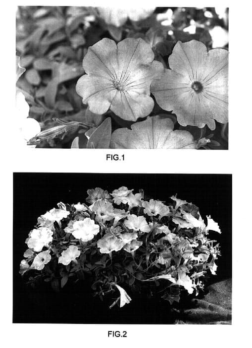Figure 1 of US plant patent PP15013, the photograph of Kakegawa S66 printed in the patent.