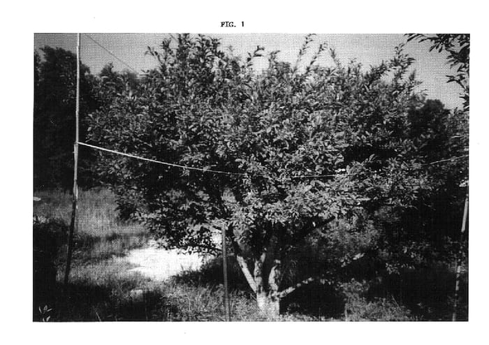 Figure 1 of US plant patent PP15014, the photograph of Mann printed in the patent.
