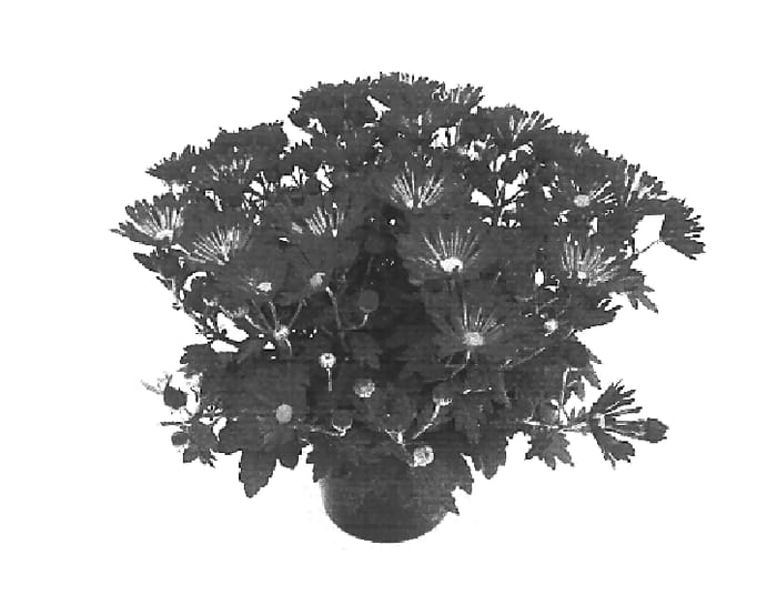 Figure 1 of US plant patent PP15015, the photograph of Texas Time Red printed in the patent.