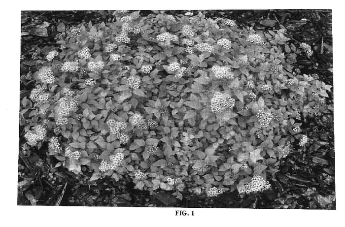 Figure 1 of US plant patent PP15016, the photograph of Lemondrop printed in the patent.