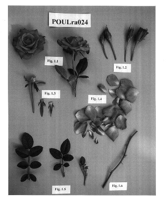 Figure 1 of US plant patent PP15017, the photograph of POULra024 printed in the patent.