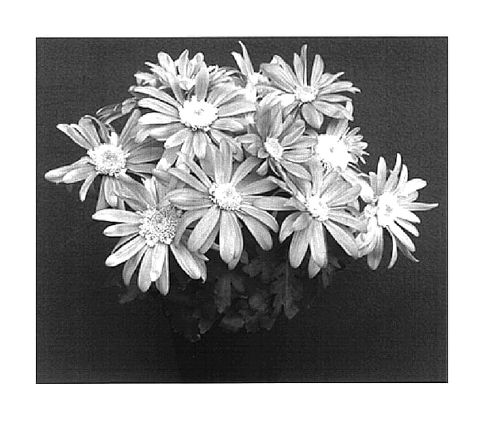 Figure 1 of US plant patent PP15018, the photograph of Coral Yograceland printed in the patent.