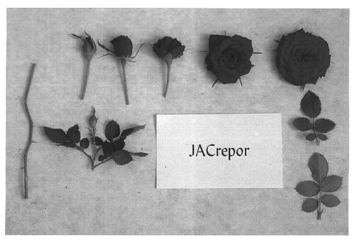 Figure 1 of US plant patent PP15019, the photograph of JACrepor printed in the patent.