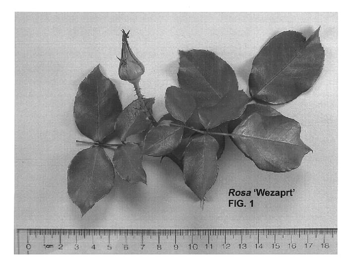 Figure 1 of US plant patent PP15020, the photograph of Wezaprt printed in the patent.