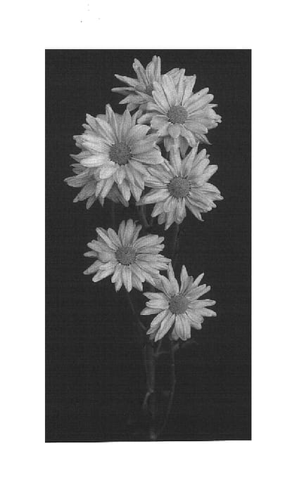 Figure 1 of US plant patent PP15021, the photograph of Sound printed in the patent.