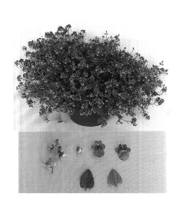 Figure 1 of US plant patent PP15022, the photograph of Pinkwsm printed in the patent.