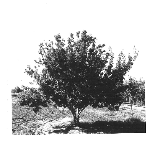 Figure 1 of US plant patent PP15023, the photograph of GarAnn printed in the patent.