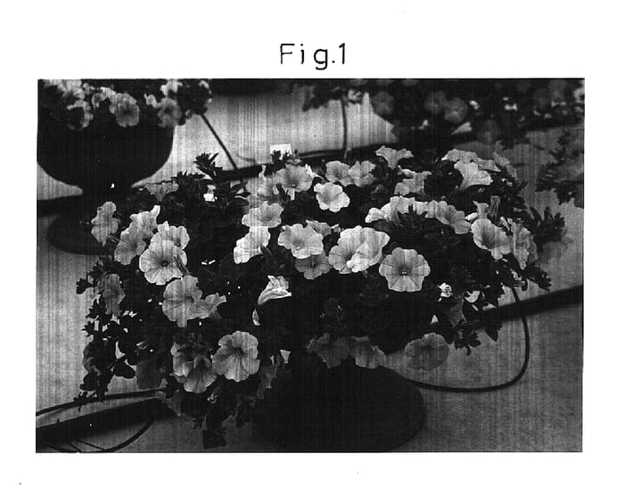 Figure 1 of US plant patent PP15024, the photograph of Sunchiffon printed in the patent.