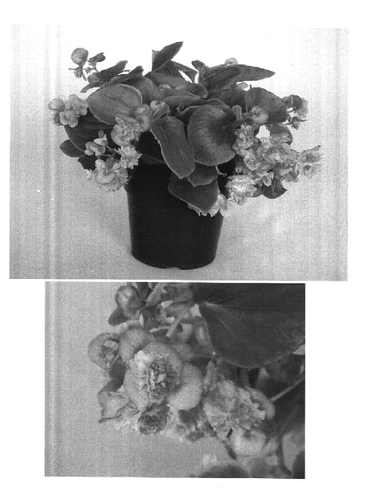 Figure 1 of US plant patent PP15025, the photograph of Gum Drop Pink printed in the patent.