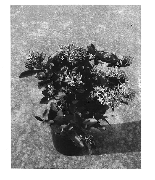Figure 1 of US plant patent PP15026, the photograph of Pink Pixie printed in the patent.