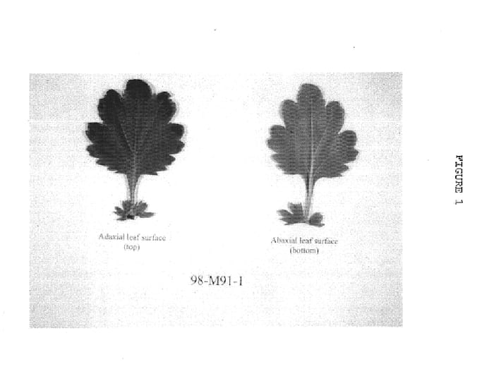 Figure 1 of US plant patent PP15027, the photograph of MN98-M91-1 printed in the patent.