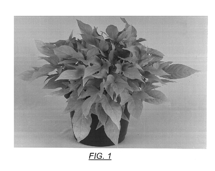 Figure 1 of US plant patent PP15028, the photograph of Sweet Caroline Light Green printed in the patent.