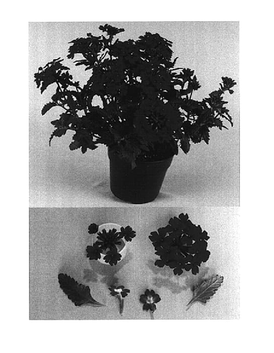 Figure 1 of US plant patent PP15029, the photograph of Bodcomred printed in the patent.