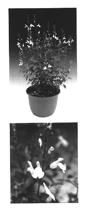 Figure 1 of US plant patent PP15030, the photograph of Sunsaruki printed in the patent.