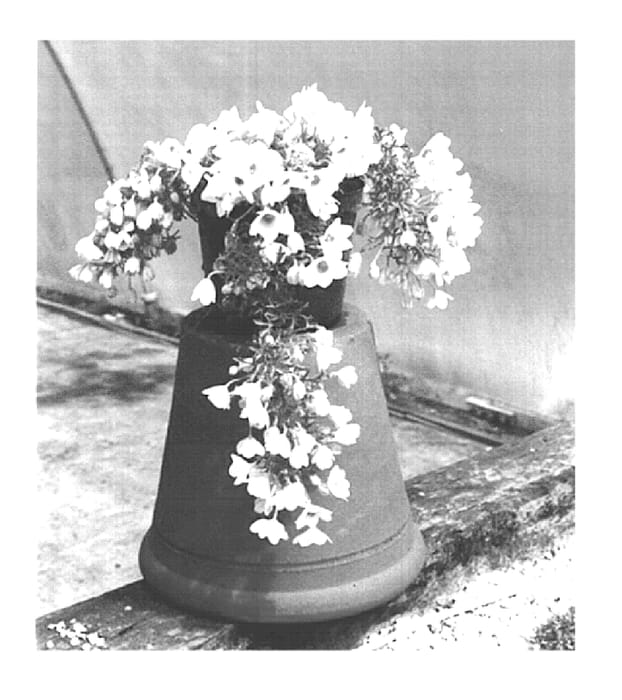 Figure 1 of US plant patent PP15031, the photograph of Snow Valley printed in the patent.