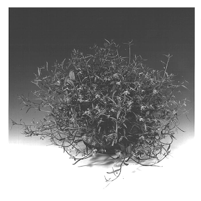 Figure 1 of US plant patent PP15032, the photograph of Lobeto printed in the patent.