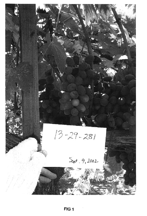Figure 1 of US plant patent PP15033, the photograph of 13-29-281 printed in the patent.