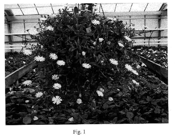 Figure 1 of US plant patent PP15034, the photograph of Sumden 01 printed in the patent.