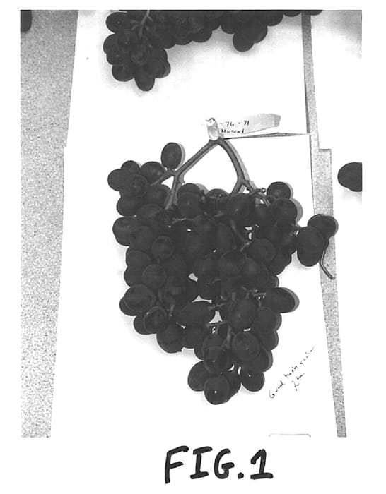 Figure 1 of US plant patent PP15035, the photograph of 12-76-71 printed in the patent.