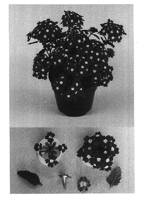 Figure 1 of US plant patent PP15036, the photograph of Bodcomredeye printed in the patent.