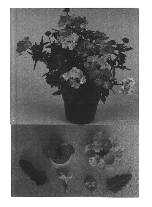 Figure 1 of US plant patent PP15037, the photograph of Bodcomsal printed in the patent.