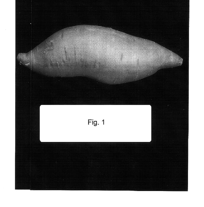 Figure 1 of US plant patent PP15038, the photograph of L96-117 printed in the patent.