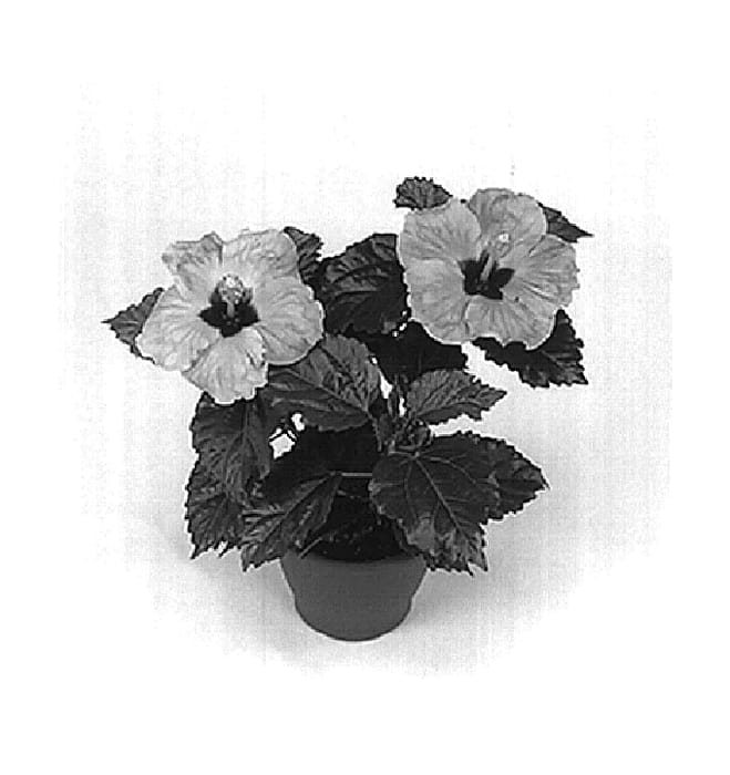 Figure 1 of US plant patent PP15039, the photograph of Boston printed in the patent.