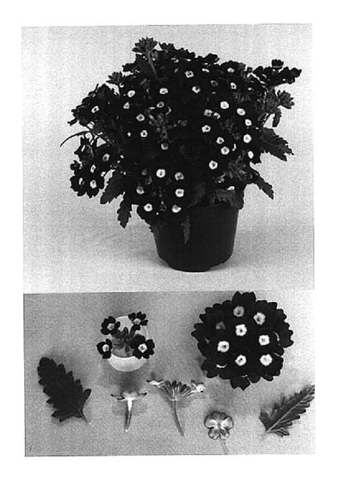 Figure 1 of US plant patent PP15040, the photograph of Bodcompureye printed in the patent.