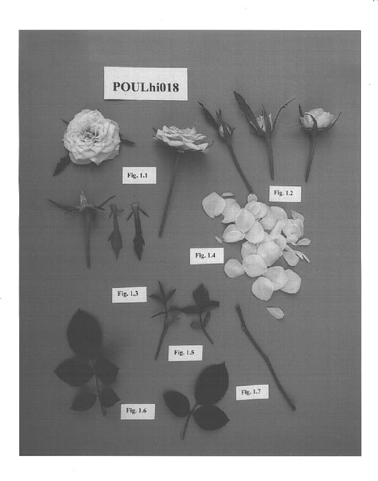 Figure 1 of US plant patent PP15041, the photograph of POULhi018 printed in the patent.
