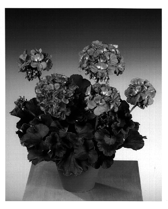 Figure 1 of US plant patent PP15042, the photograph of Fisrolav printed in the patent.