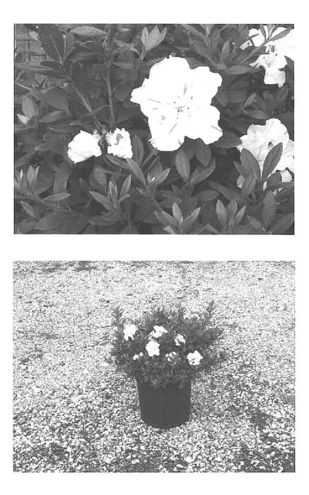 Figure 1 of US plant patent PP15043, the photograph of Roblem printed in the patent.