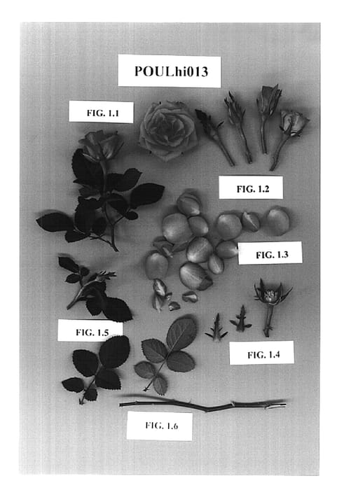 Figure 1 of US plant patent PP15044, the photograph of POULhi013 printed in the patent.
