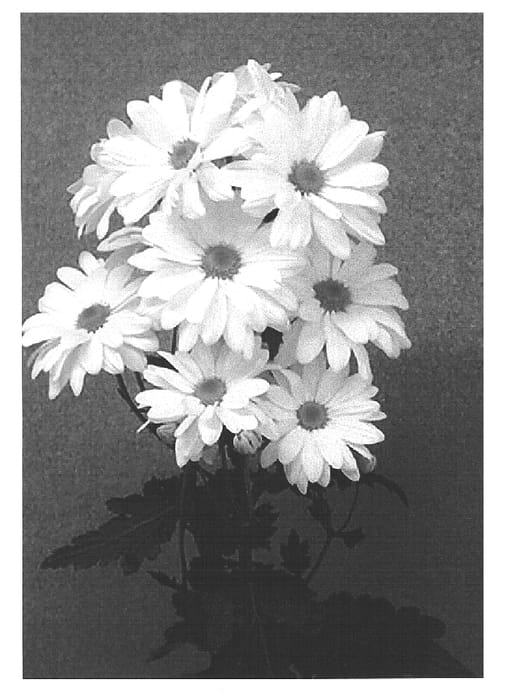 Figure 1 of US plant patent PP15045, the photograph of Danchryat printed in the patent.