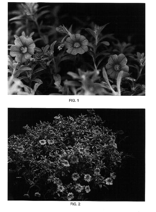 Figure 1 of US plant patent PP15046, the photograph of Kakegawa S52 printed in the patent.