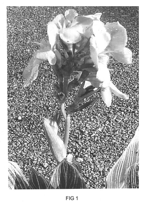 Figure 1 of US plant patent PP15047, the photograph of MNImar printed in the patent.