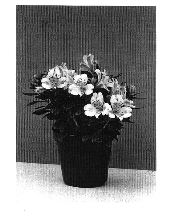 Figure 1 of US plant patent PP15048, the photograph of Christina printed in the patent.