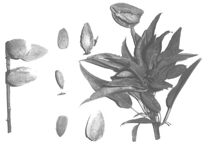 Figure 1 of US plant patent PP15049, the photograph of Kochi printed in the patent.