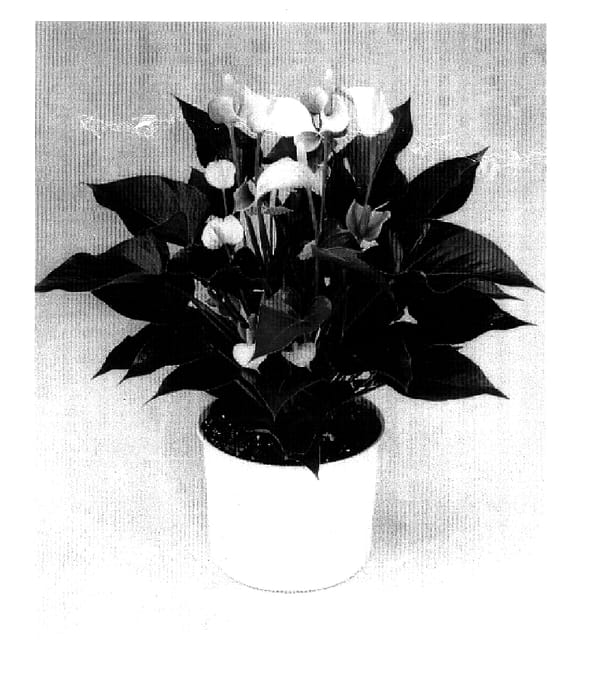 Figure 1 of US plant patent PP15050, the photograph of Anthefaqyr printed in the patent.