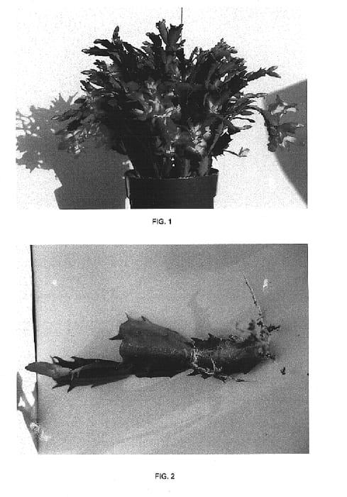 Figure 1 of US plant patent PP15051, the photograph of Prancer printed in the patent.