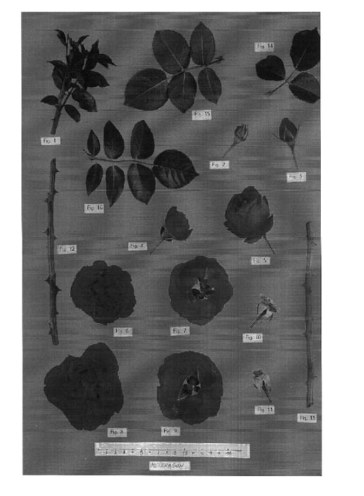 Figure 1 of US plant patent PP15052, the photograph of Meidrason printed in the patent.