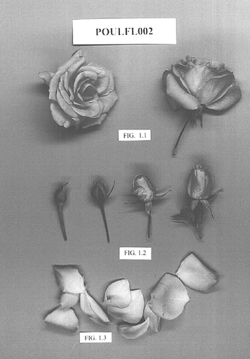 Figure 1 of US plant patent PP15053, the photograph of POULfl002 printed in the patent.