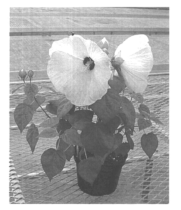 Figure 1 of US plant patent PP15054, the photograph of Balhiblu printed in the patent.