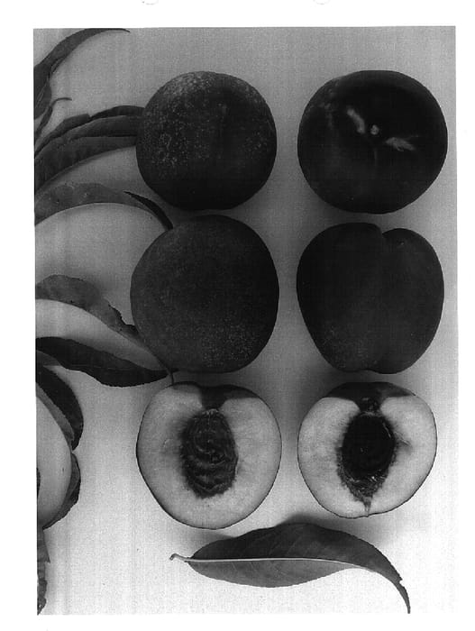 Figure 1 of US plant patent PP15055, the photograph of Western Sweet printed in the patent.