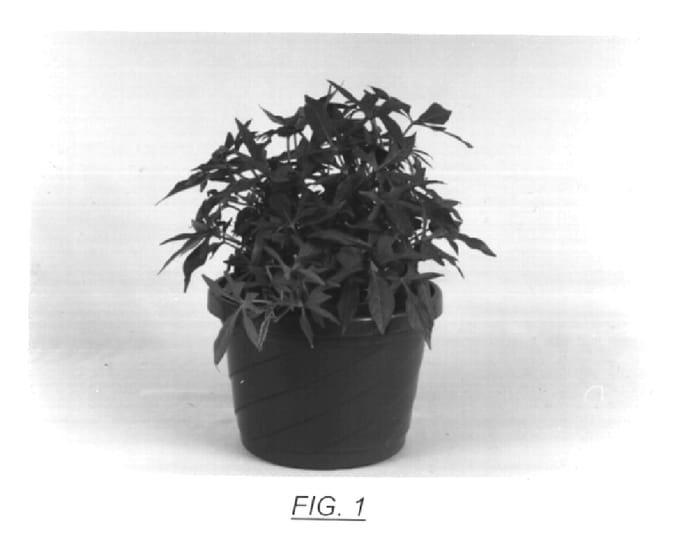 Figure 1 of US plant patent PP15056, the photograph of Sweet Caroline Green printed in the patent.