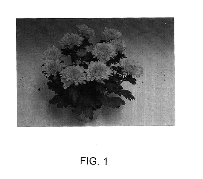 Figure 1 of US plant patent PP15057, the photograph of Patterson printed in the patent.