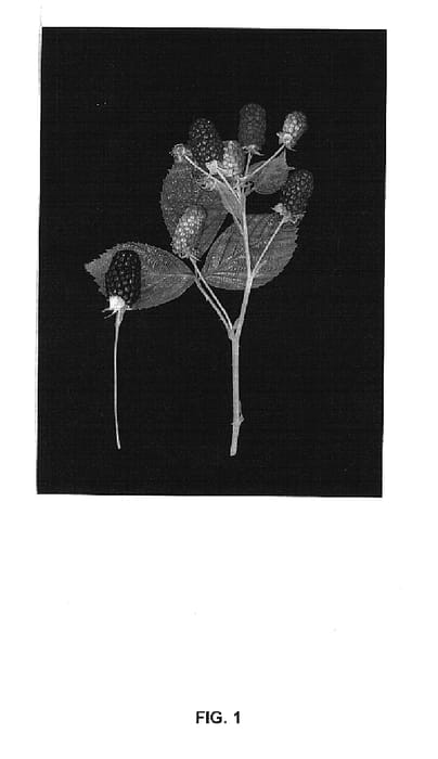 Figure 1 of US plant patent PP15058, the photograph of Driscoll Carmel printed in the patent.