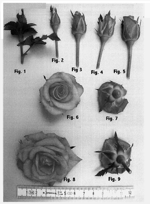 Figure 1 of US plant patent PP15059, the photograph of KORlobea printed in the patent.