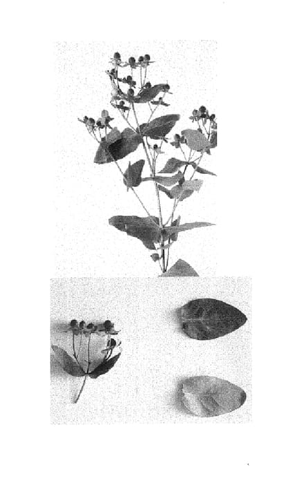 Figure 1 of US plant patent PP15060, the photograph of Esmfashion printed in the patent.