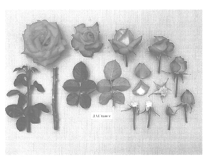 Figure 1 of US plant patent PP15061, the photograph of JACtanre printed in the patent.